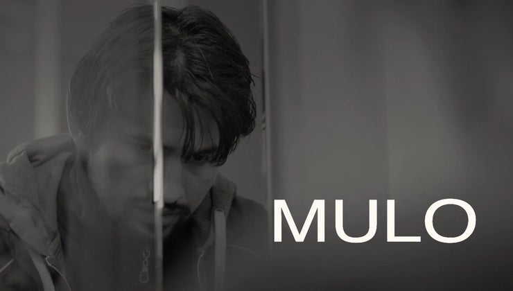Mulo